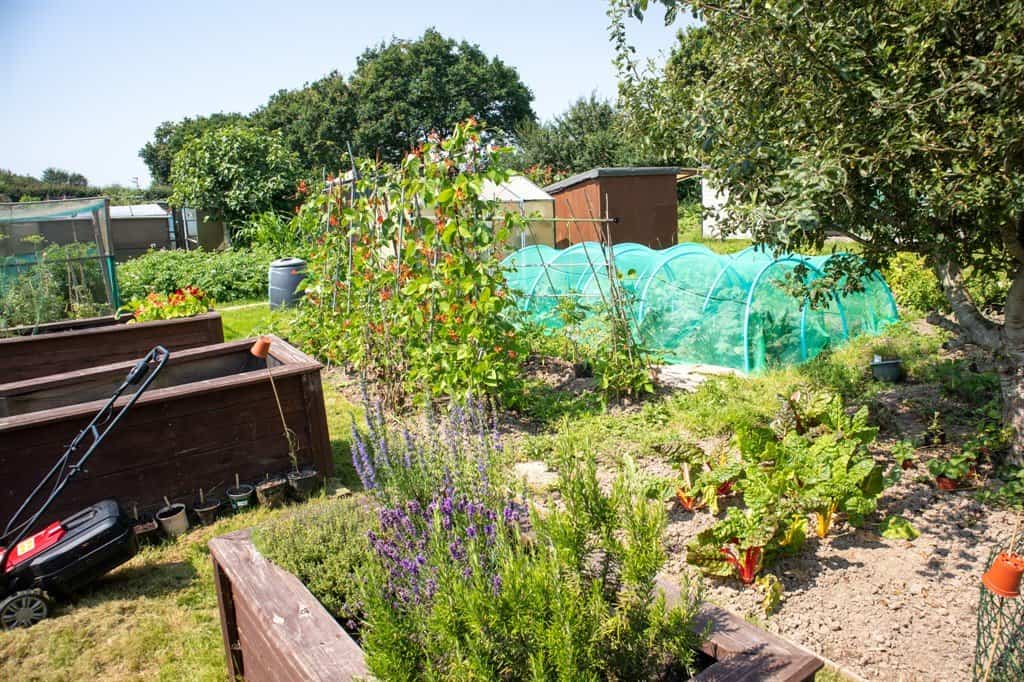 Allotment photos