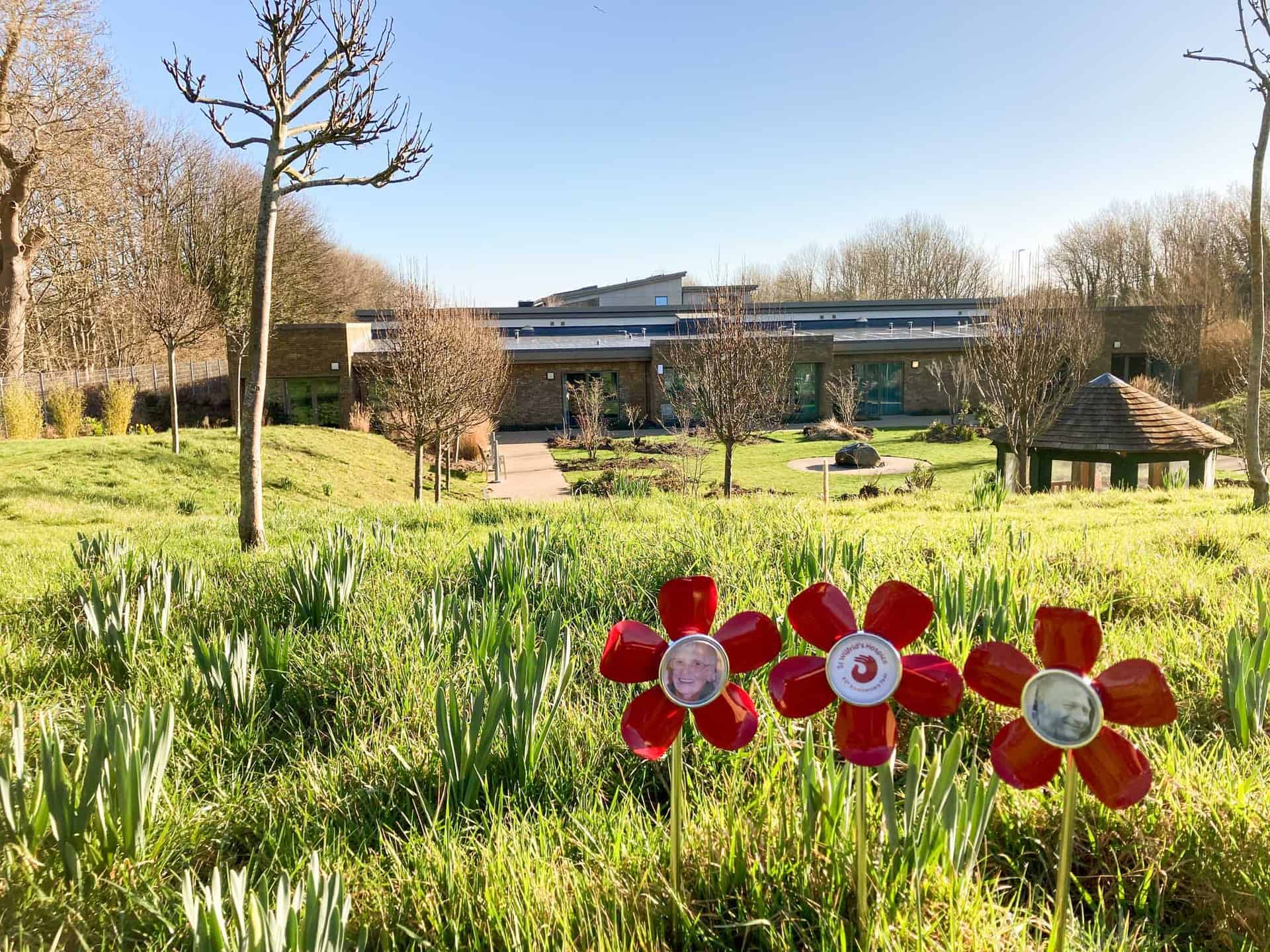 Ruby Forget Me Not Flowers with hospice in the background