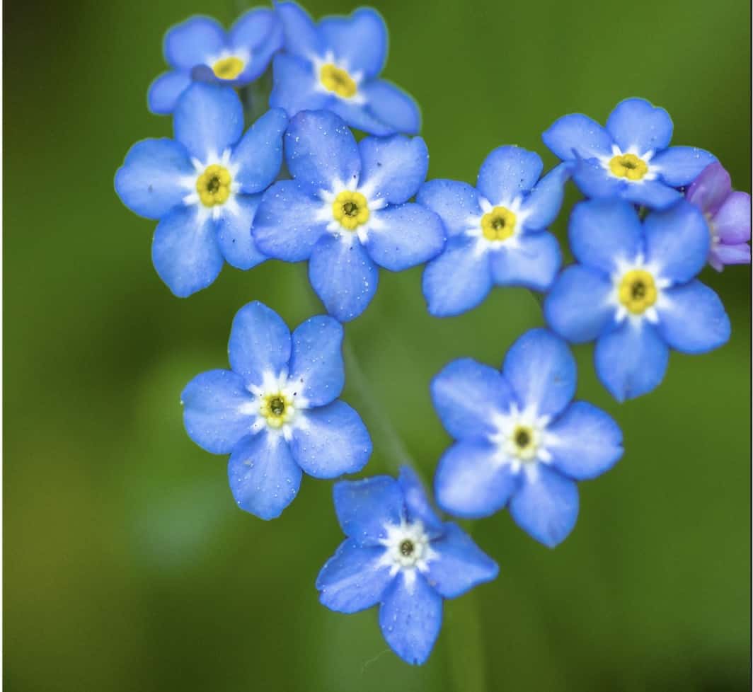 Forget Me Not Tribute Flowers