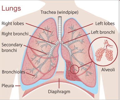 Atonamy of the lungs