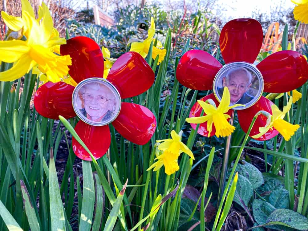 Ruby Forgetmenot Flowers in daffodils