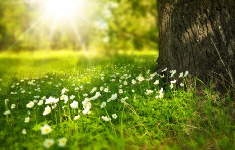 Meadow and zoomed in photo of flowers by a tree