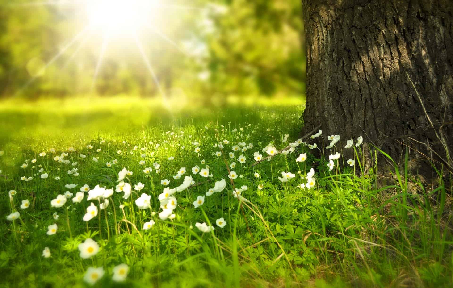 Meadow and zoomed in photo of flowers by a tree