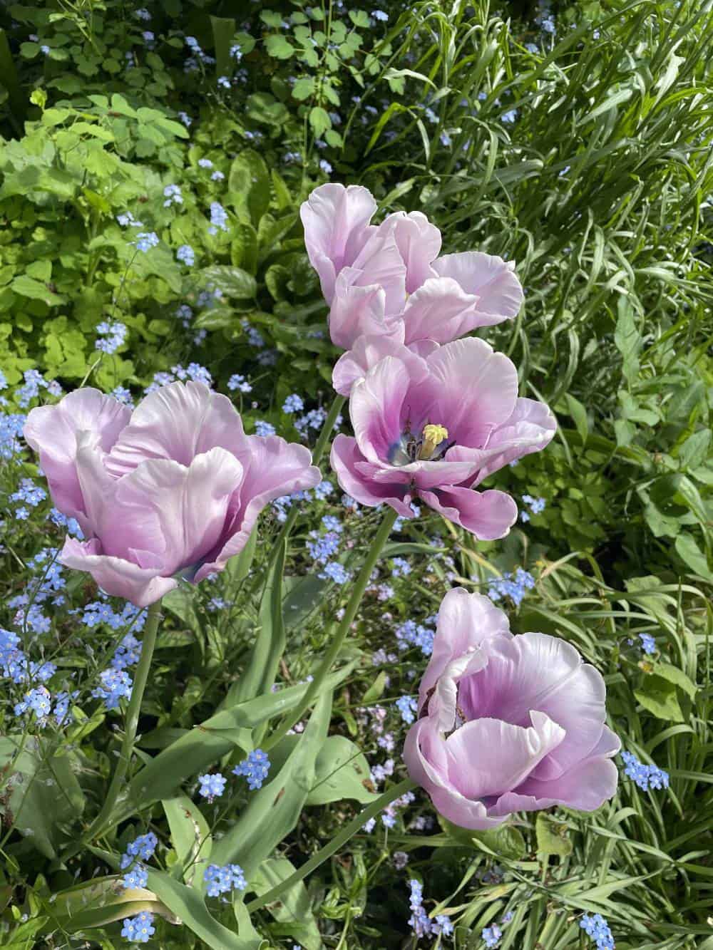 General Flower Photo 42 Purple flowers