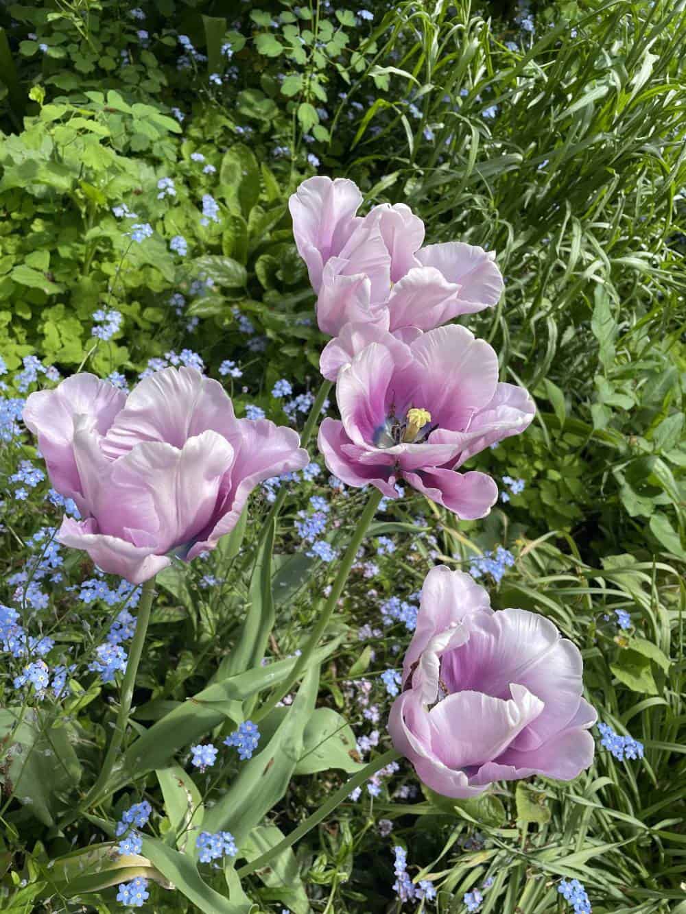 Purple flowers