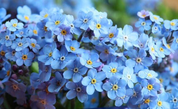 forget-me-nots