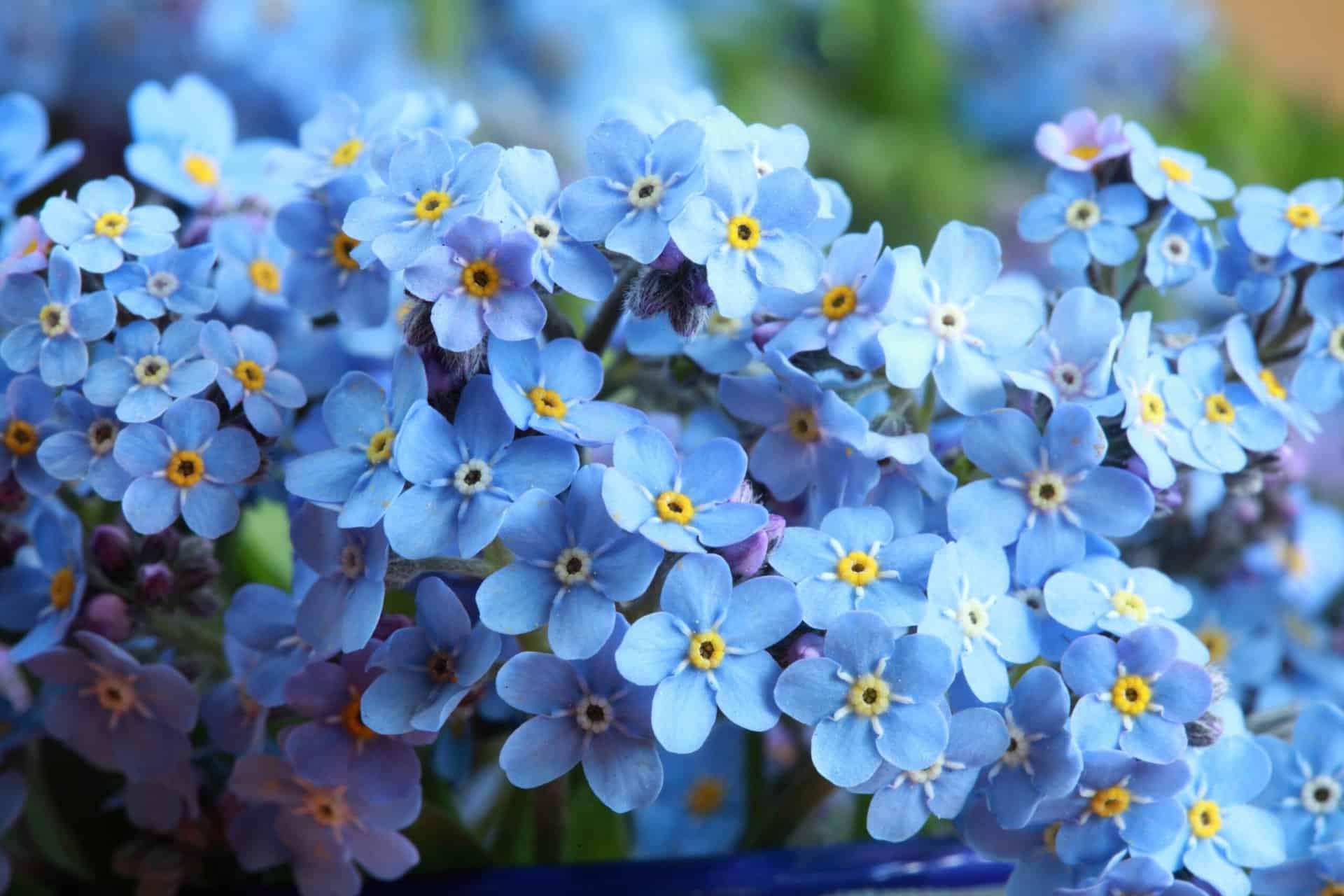forget-me-nots