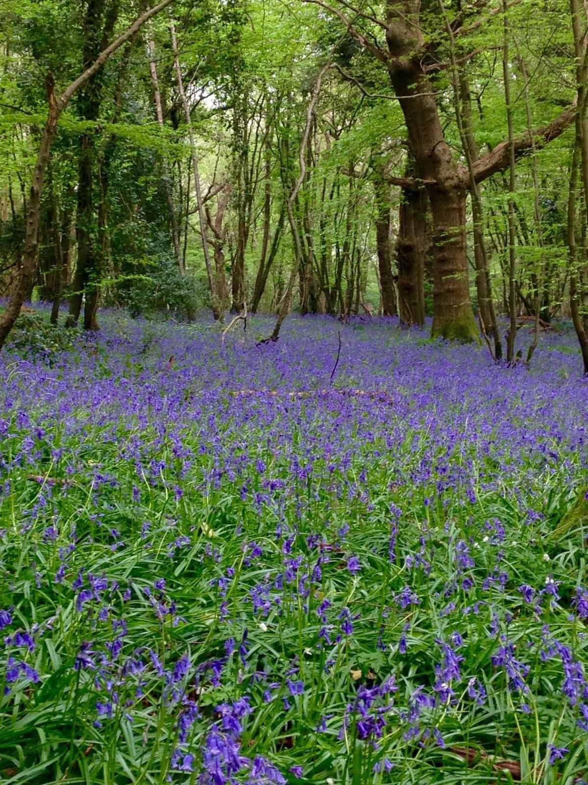 Carters Corner Bluebell Wood