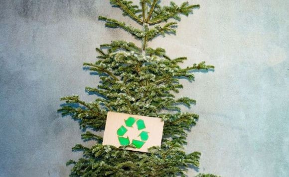 Christmas Tree recycling