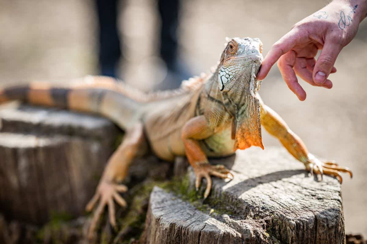 hand touching lizard