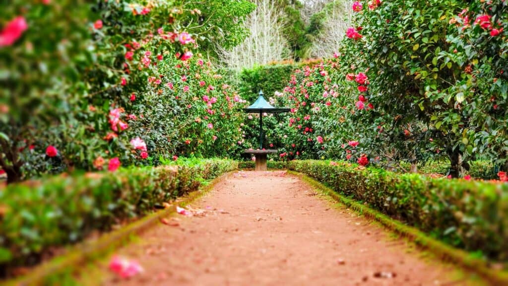 garden photo